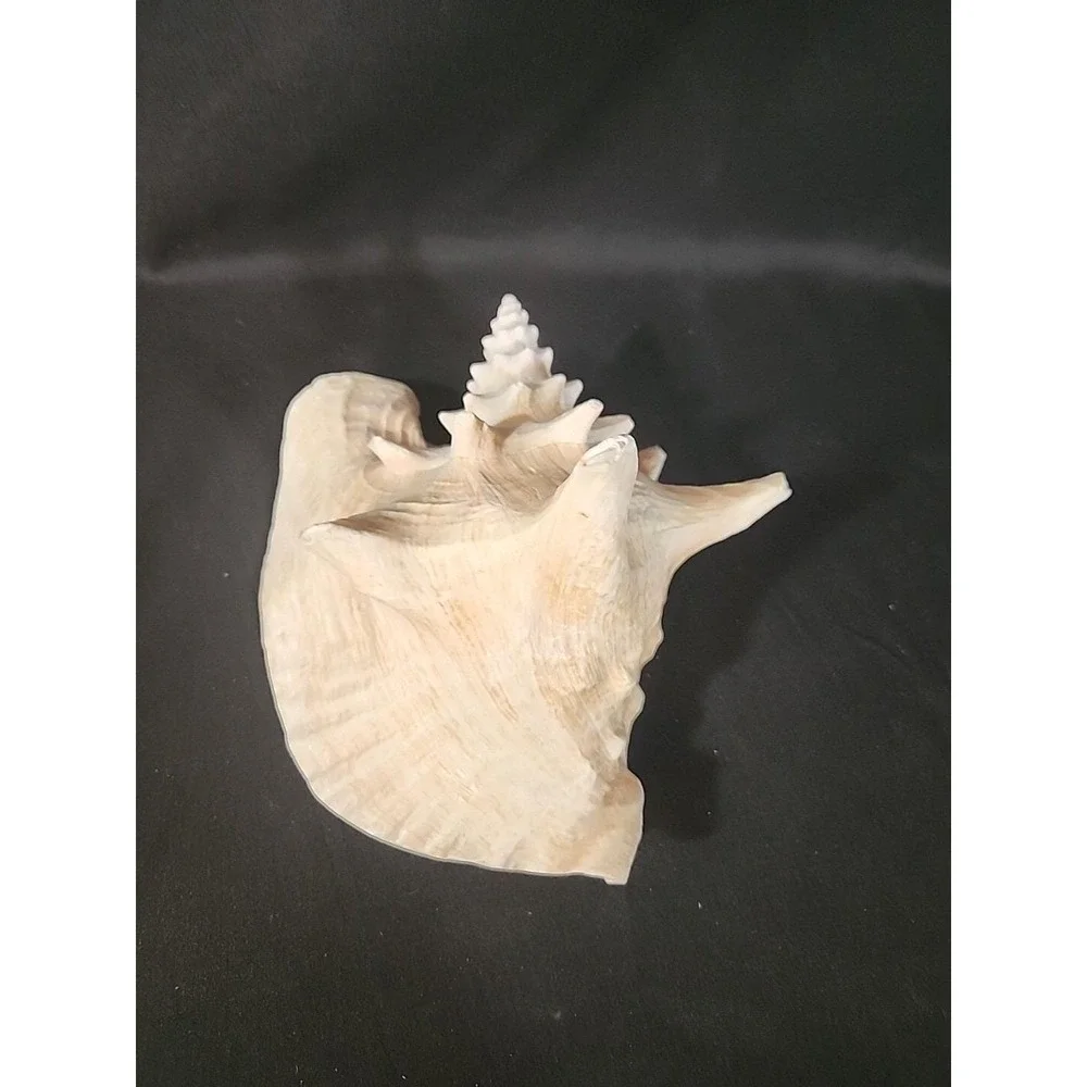 Queen‎ Conch Shell Pink Horned Large Seashell 9 x 7 Nautical Beach Ocean Coastal